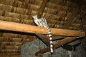 Ndutu Genet01